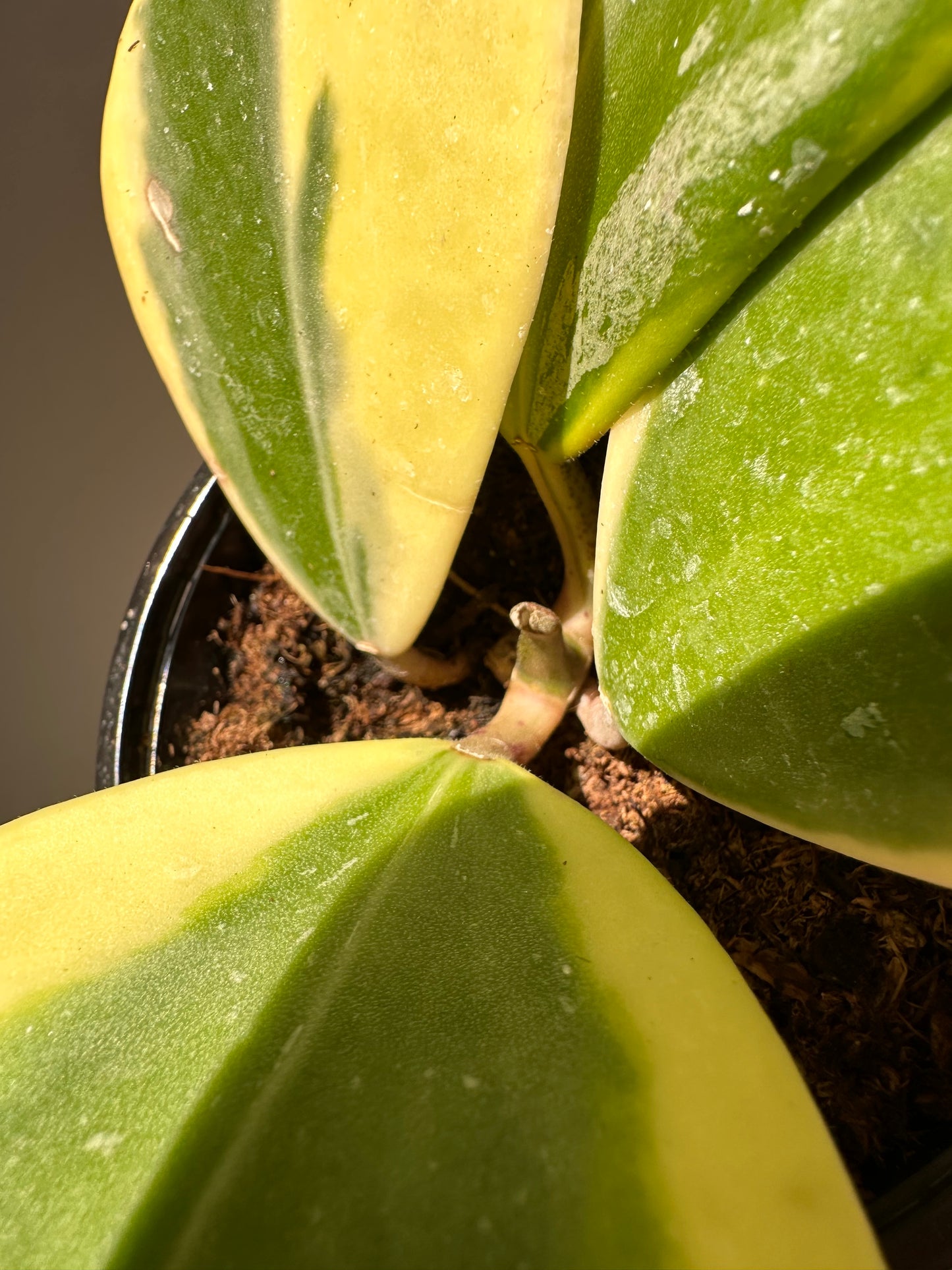 Hoya Kerri Variegated