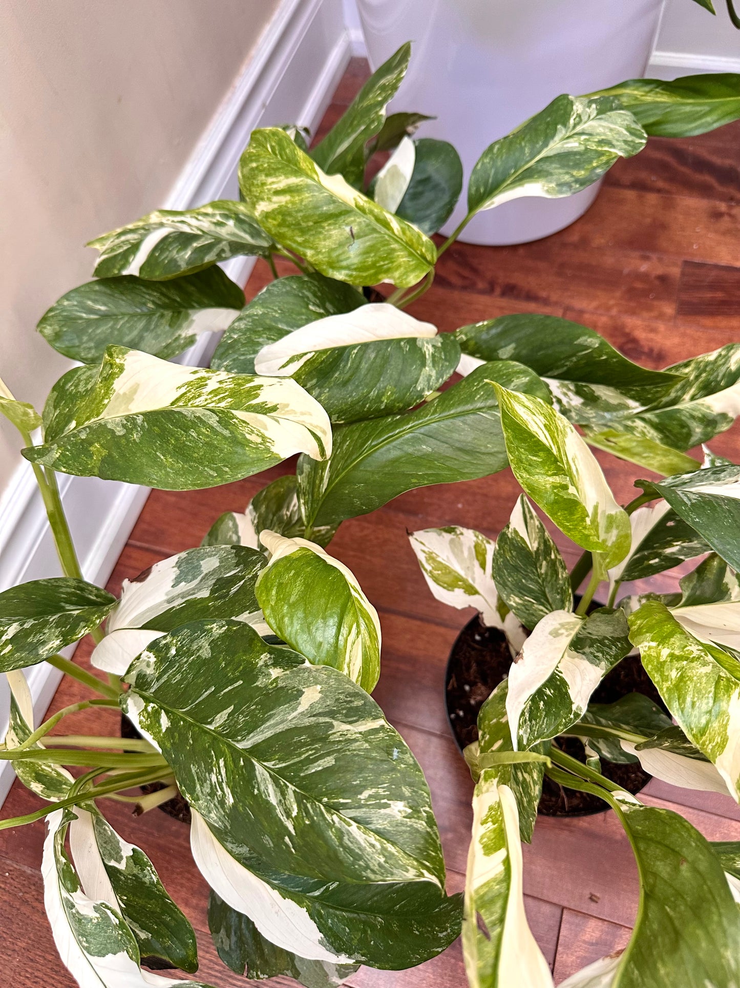 Monstera Lechleriana Albo Variegated in 6” Pot