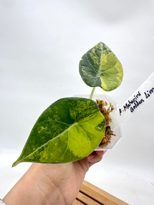 Alocasia Maharini ‘Lemon Lime’ Variegated