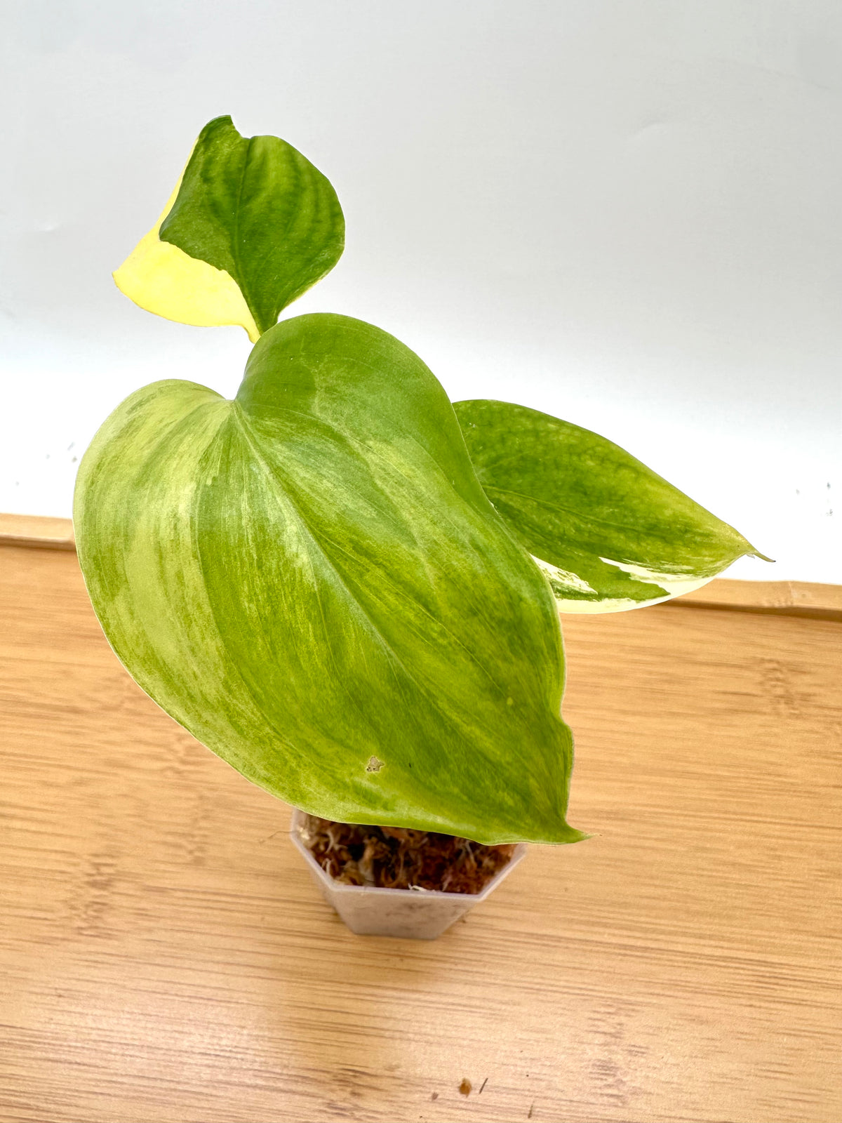 Scindapsus Blue Aurea Variegated