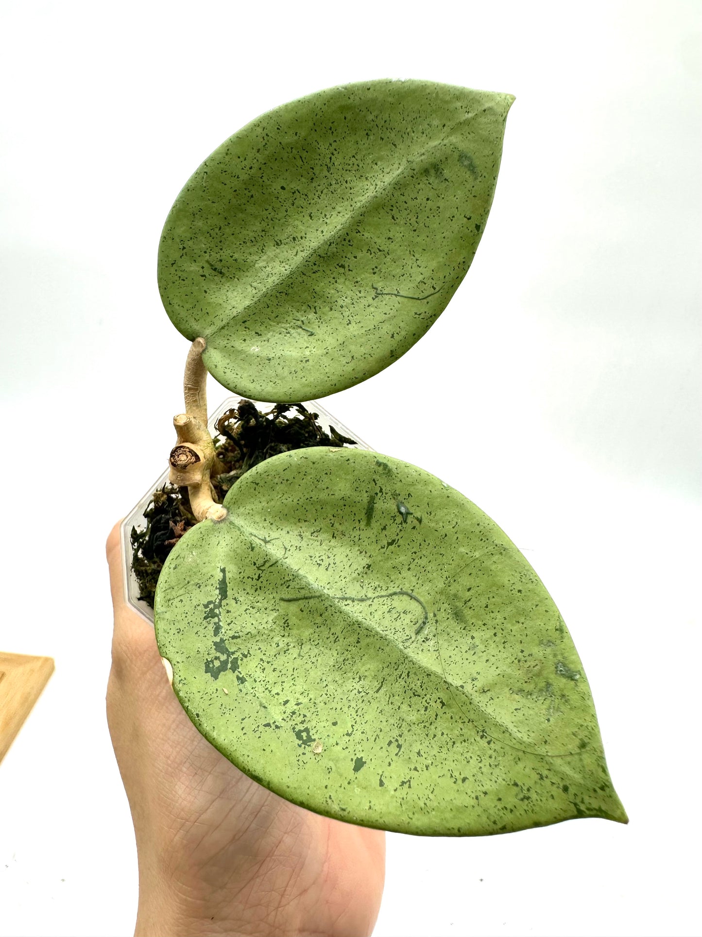 Hoya Verticillata ‘Silver Heart’