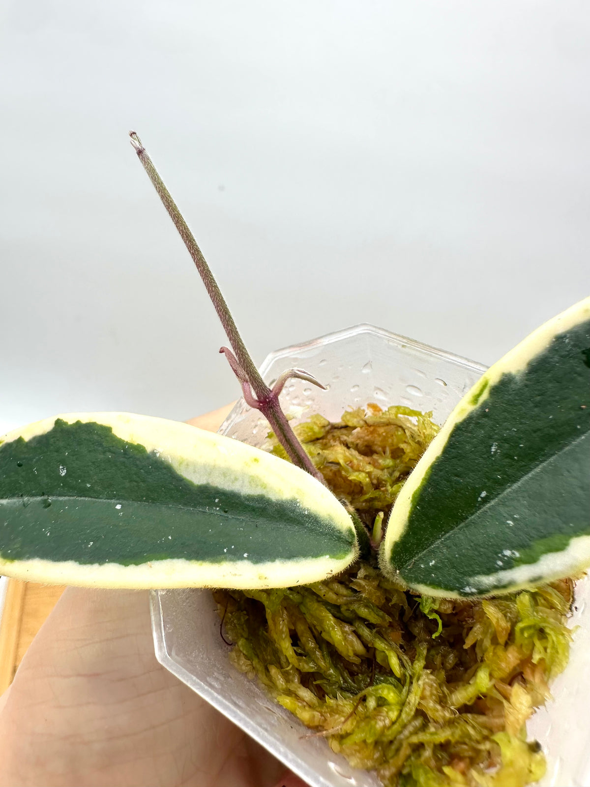 Hoya Lyi Prism Variegated