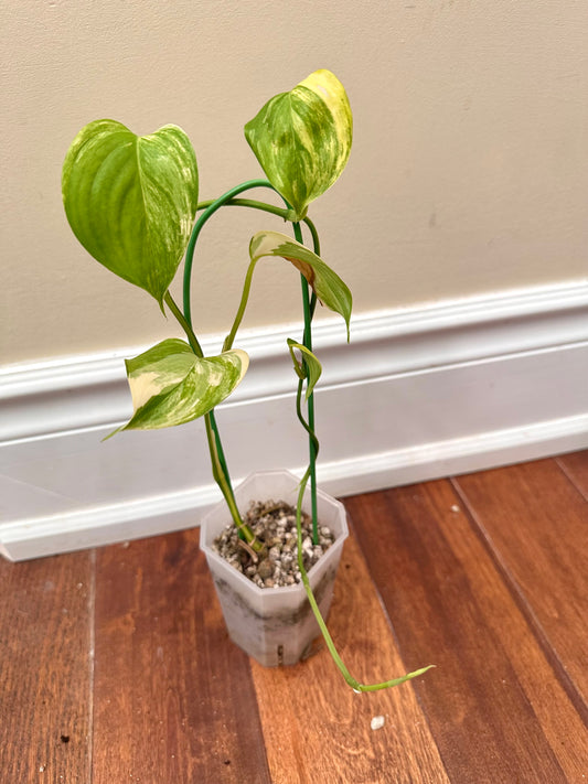 Scindapsus Blue Aurea Variegated