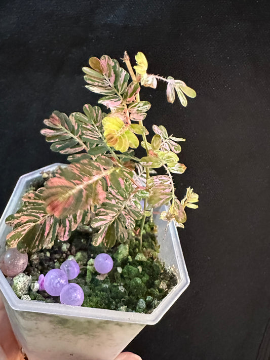 Phyllanthus Urinaria Pink Variegated - Multiple growths