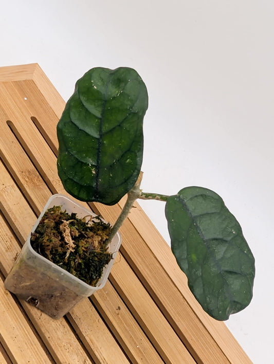 Hoya Villosa Cao Dang