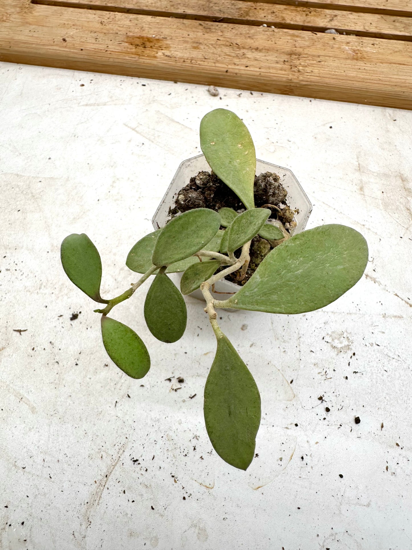Hoya Nummularioides Silver - Labour Day Sale ❤️‍🔥