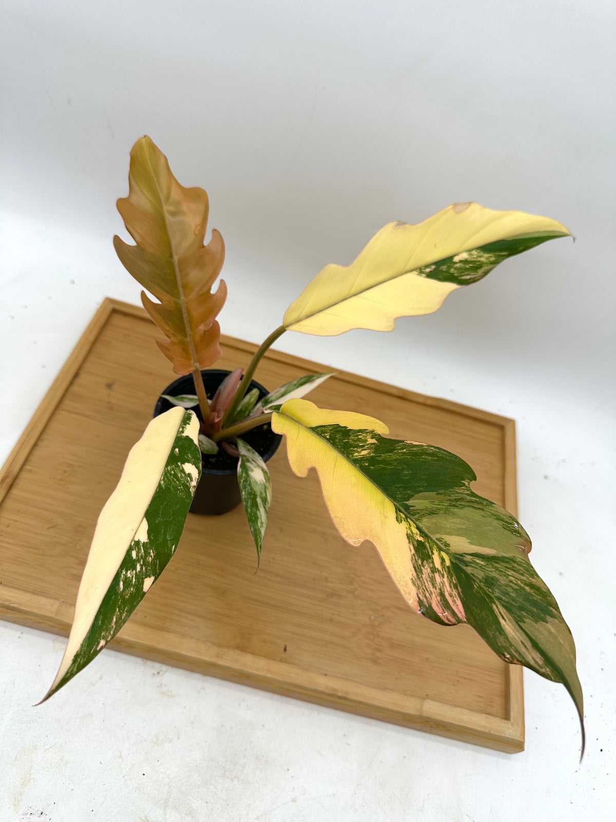 Philodendron Caramel Marble Variegated