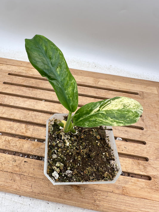 Rhaphidophora Puberula Variegated - Thanksgiving Sale 💚