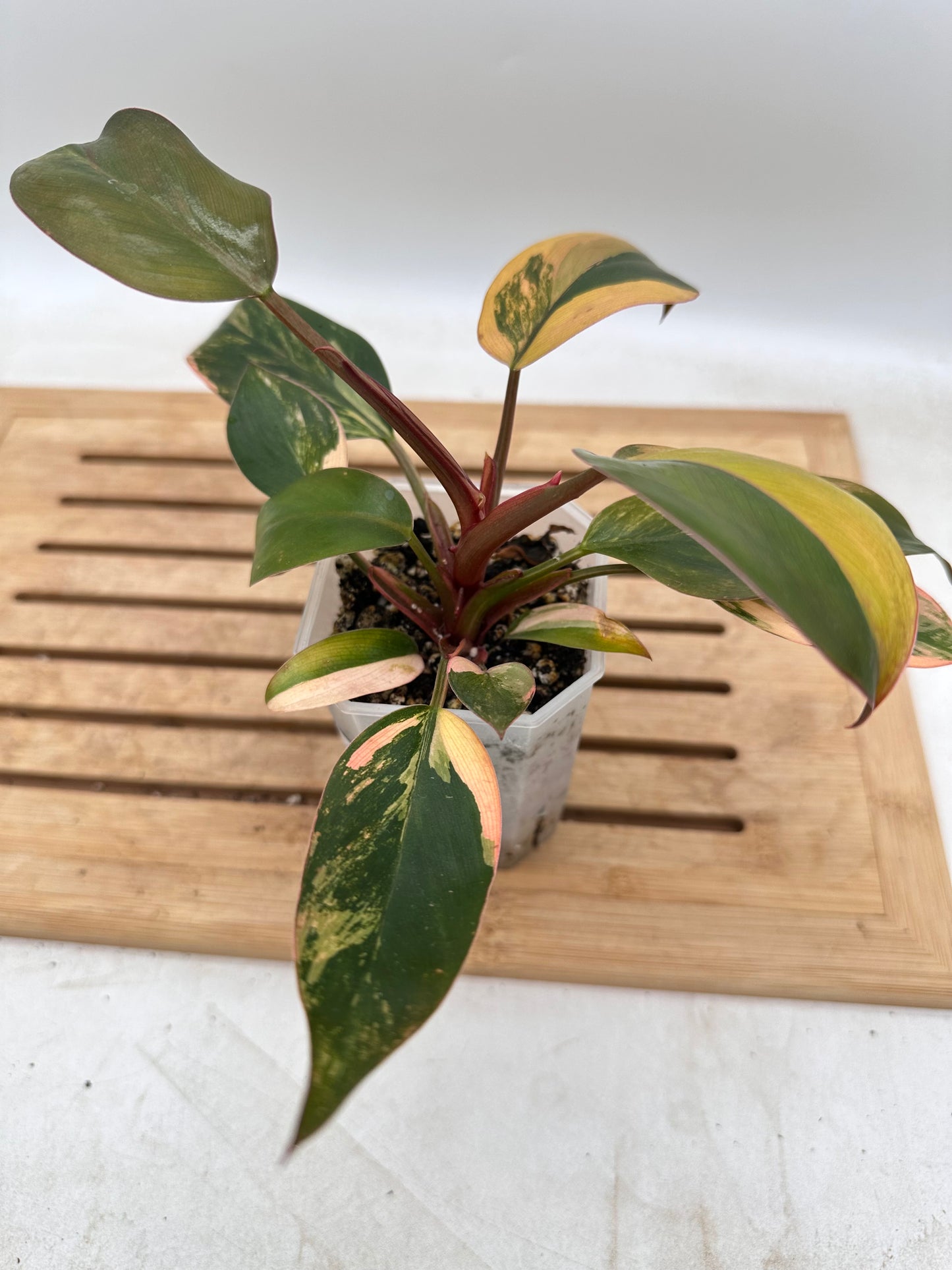 Philodendron Red Congo Variegated - August Sale