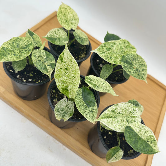 *October Sale - Alocasia Dragon Scale Mint Variegated 🐉