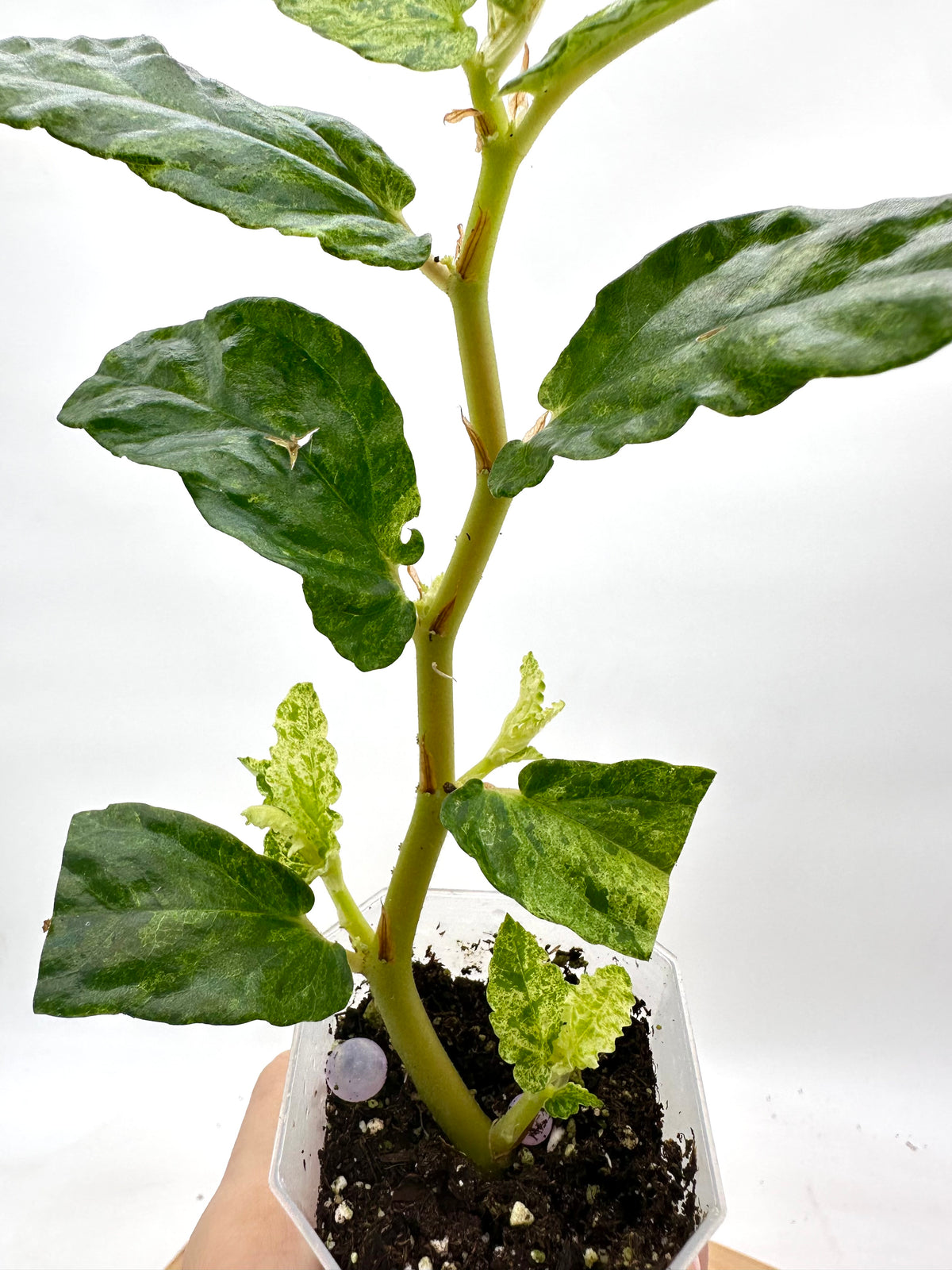 Begonia Watermelon Reopens Variegated