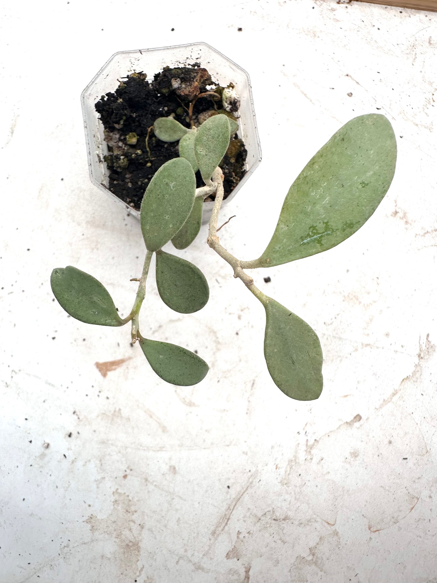 Hoya mummularioides Silver