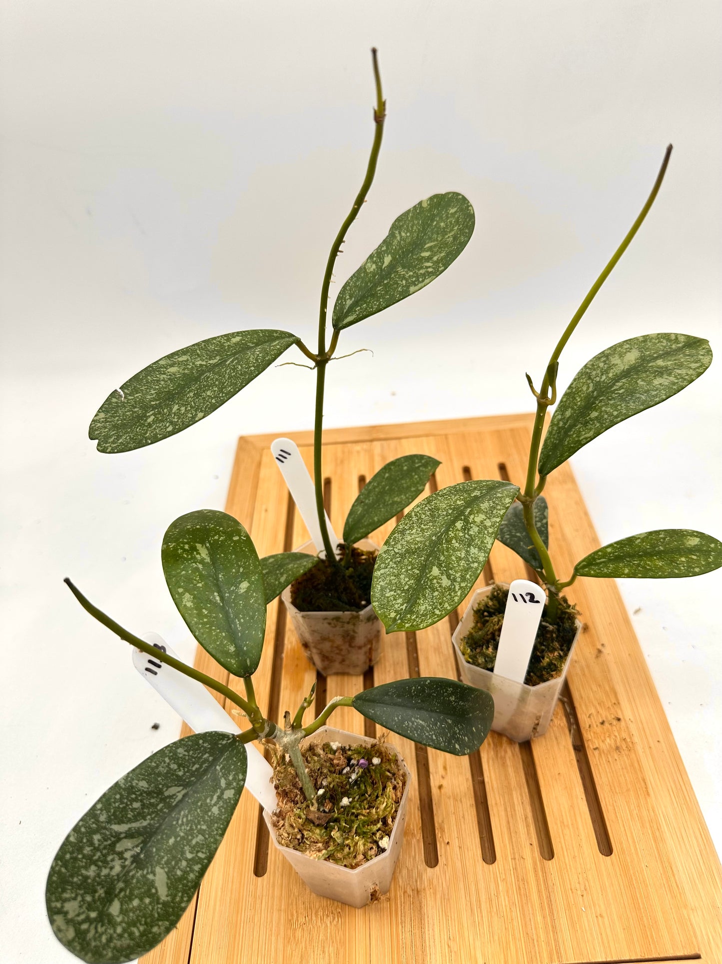 Hoya Diversifolia Splash 111 112 113