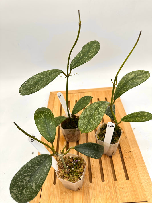 Hoya Diversifolia Splash 111 112 113