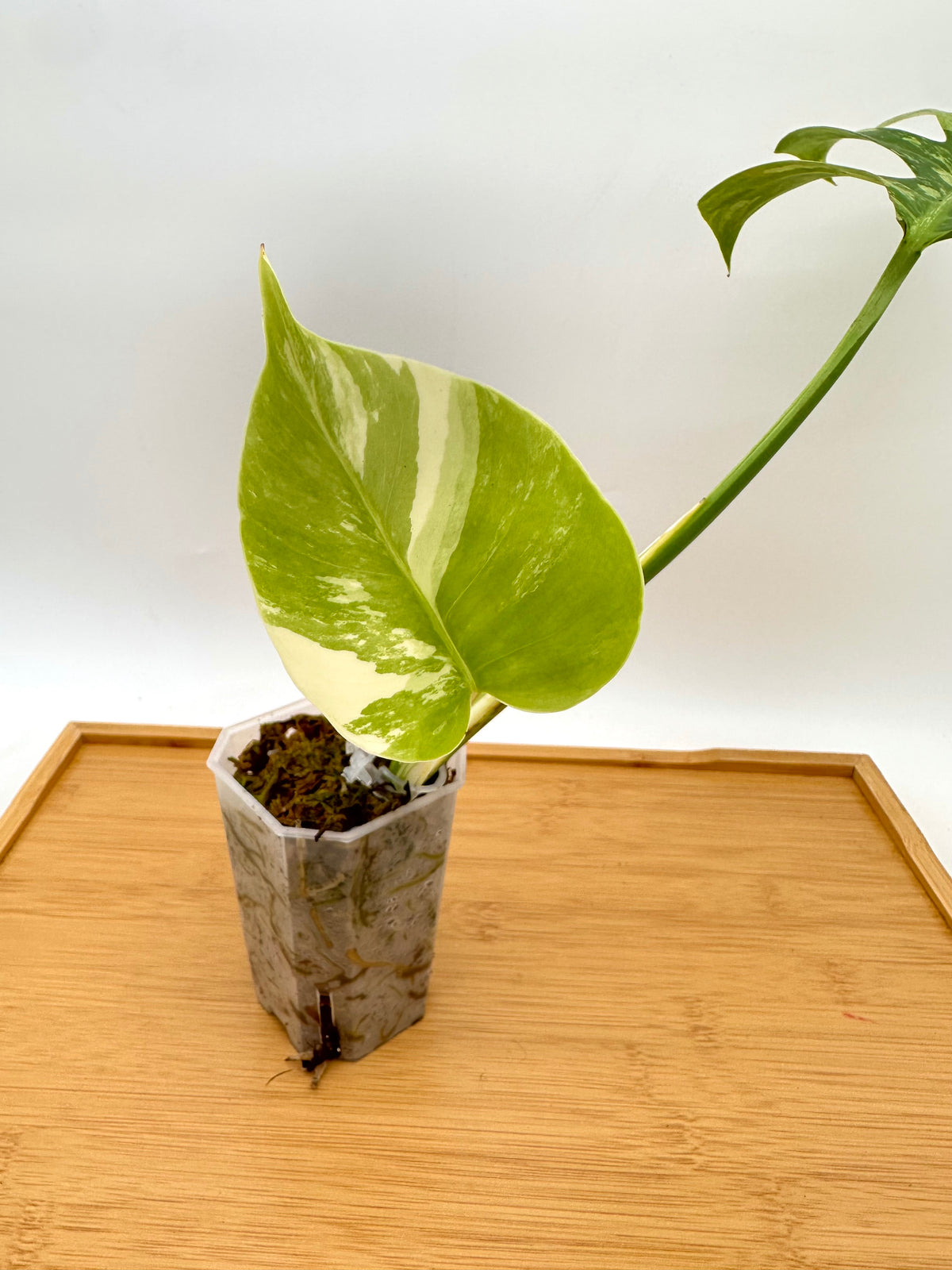 Monstera ‘Jungle Mint’