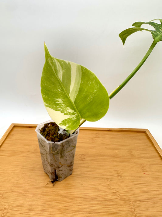 Monstera ‘Jungle Mint’