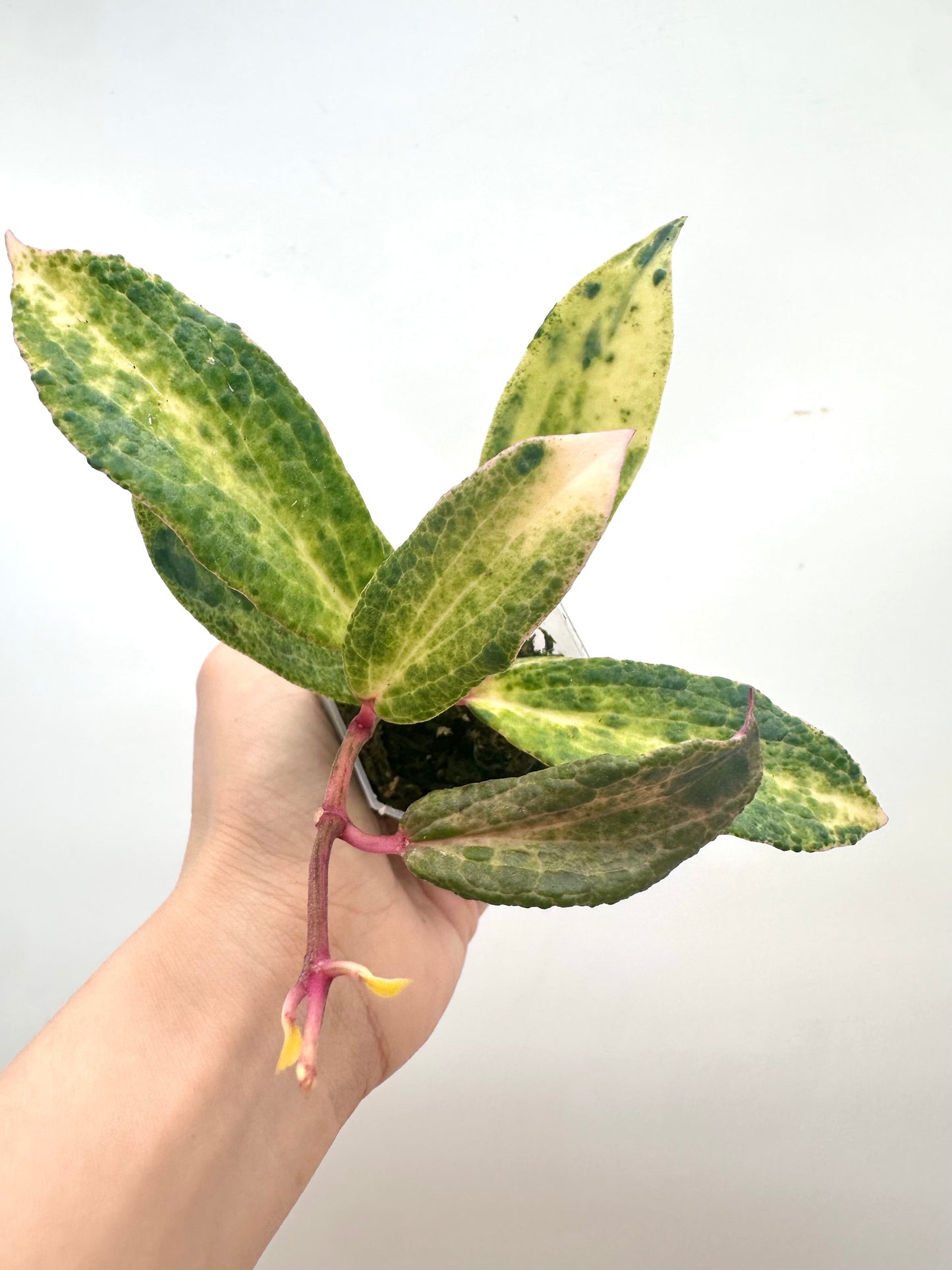 Hoya Crocodile - 5+ Nodes