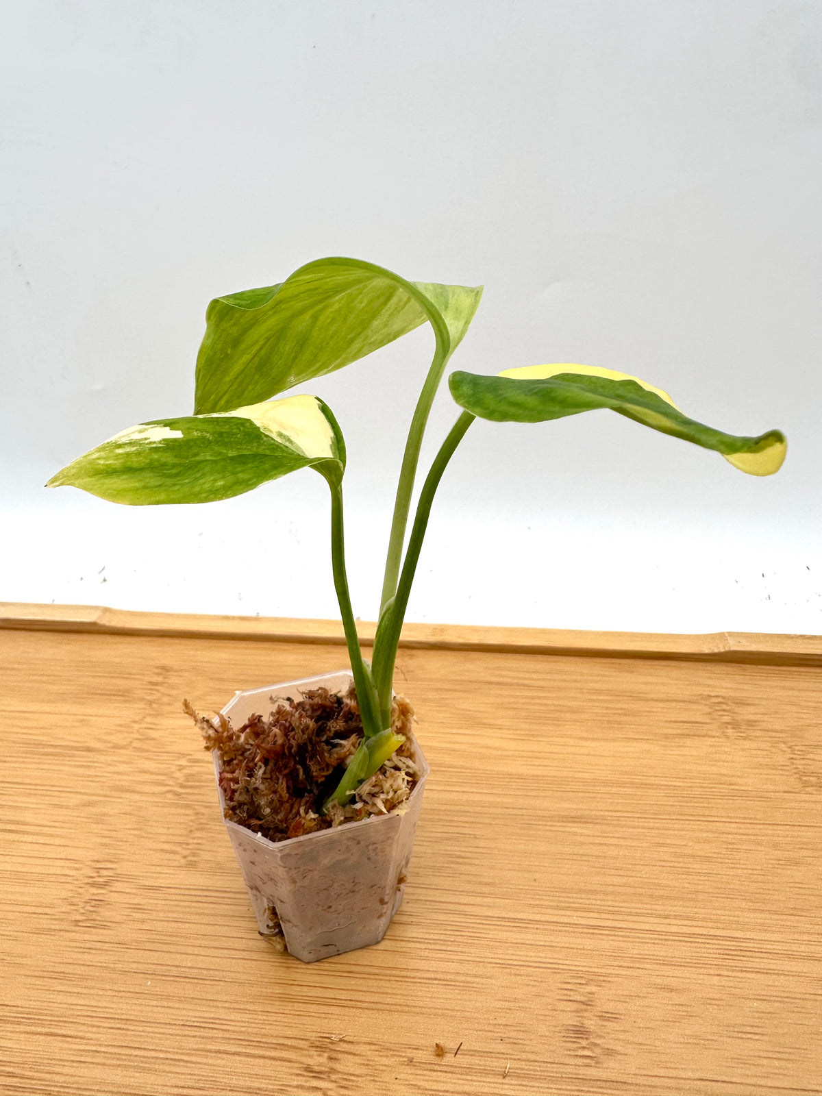 Scindapsus Blue Aurea Variegated