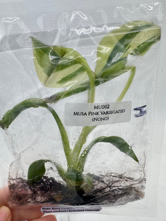 Tissue Culture - Musa Pink Variegated Banana Tree