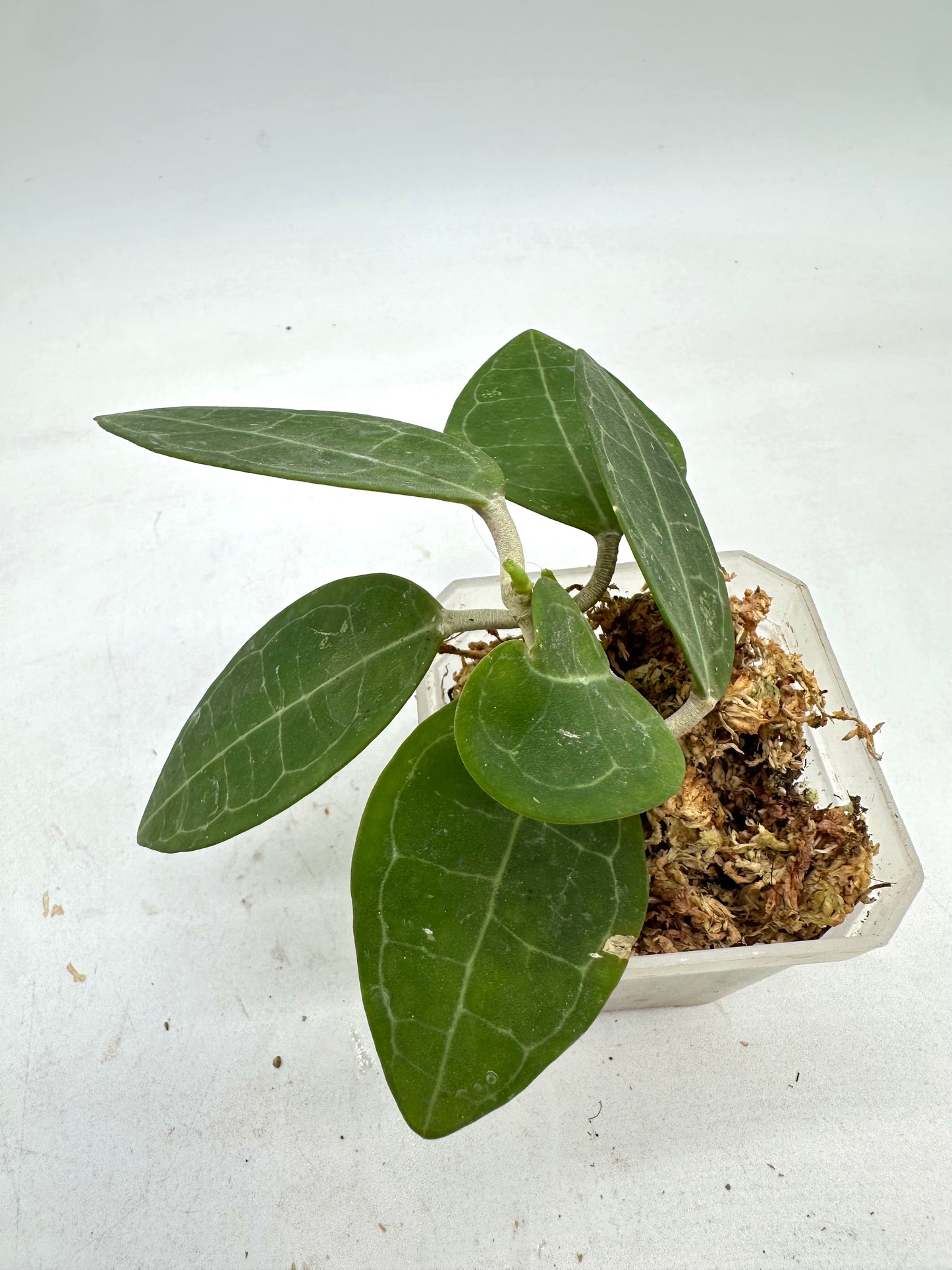 Hoya Elliptica - Multiple Growths