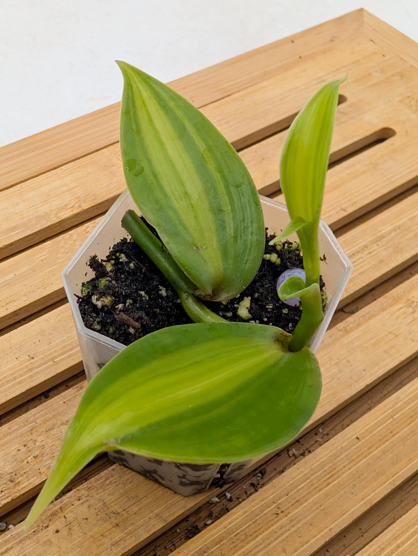 Vanilla Orchid Aurea Variegated