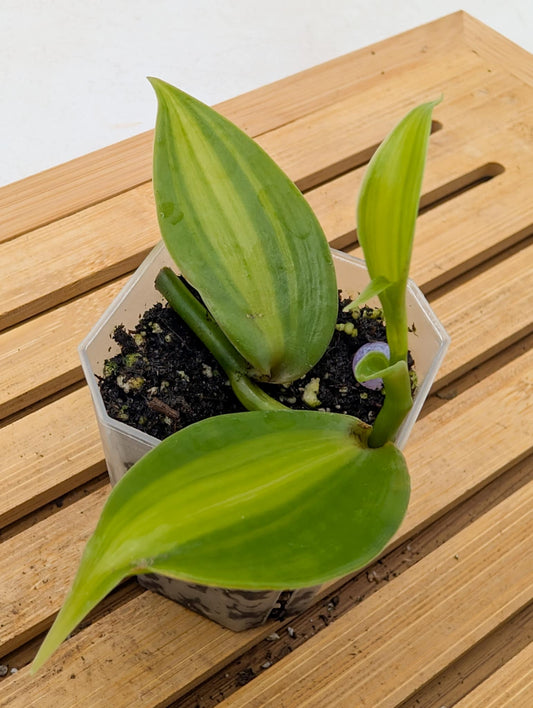 Vanilla Orchid Aurea Variegated