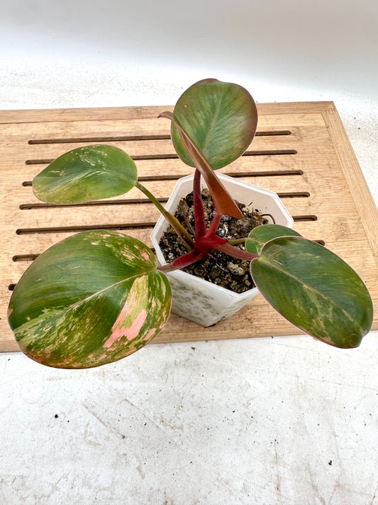 Philodendron Red Congo Variegated - Clearance Sale 💚