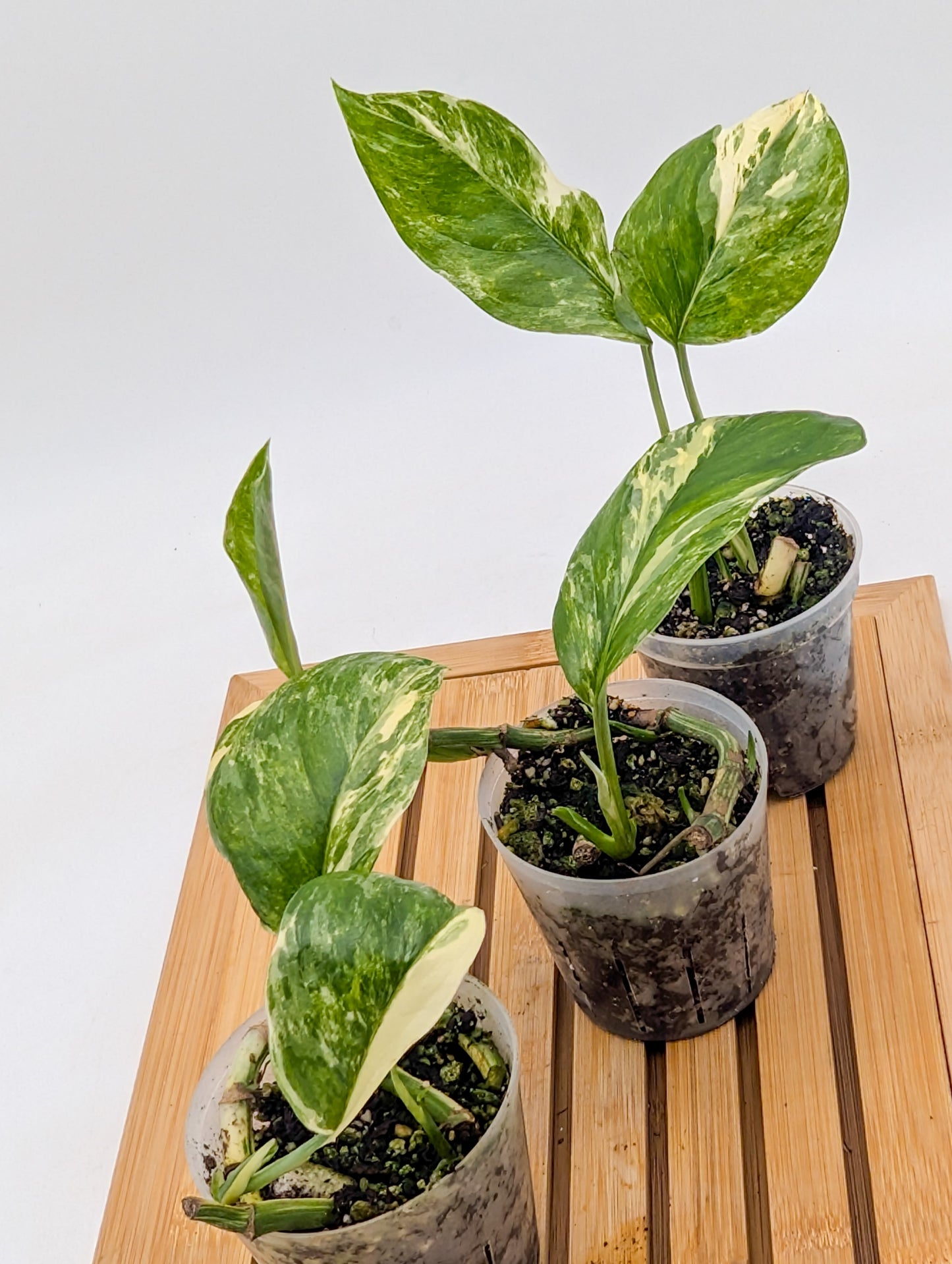 Monstera Lechleriana Variegated - Multiple Growths