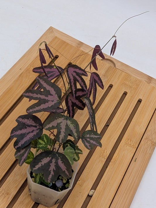 Passiflora Trifasciata Purple - Multiple plants in pot