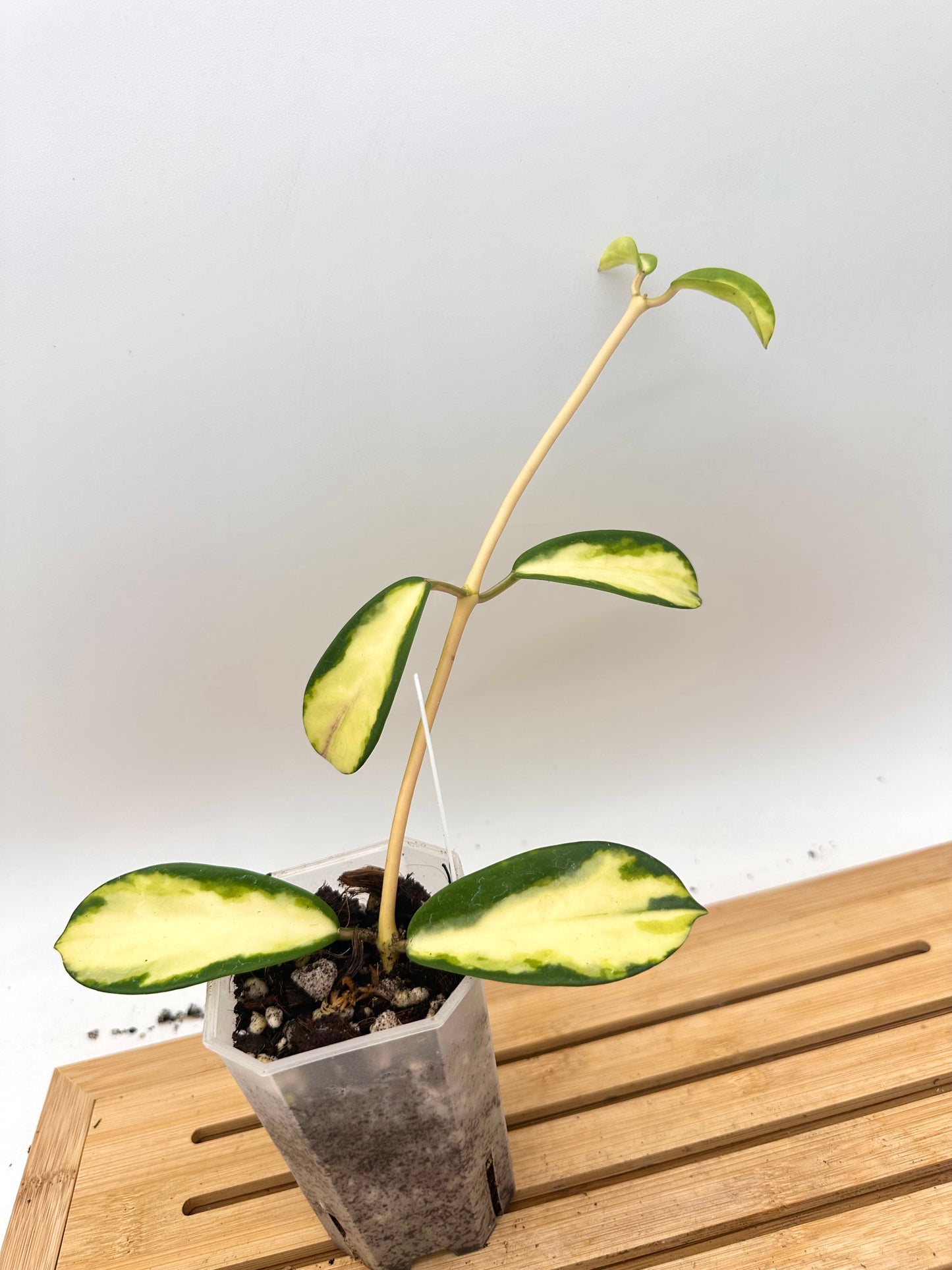 Hoya Diversifolia Maharini