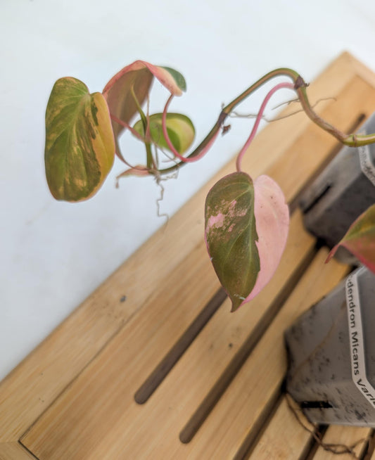 Philodendron Micans Variegated