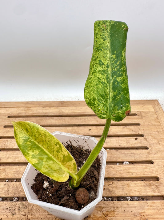 Philodendron Whipple Way Mint Variegated
