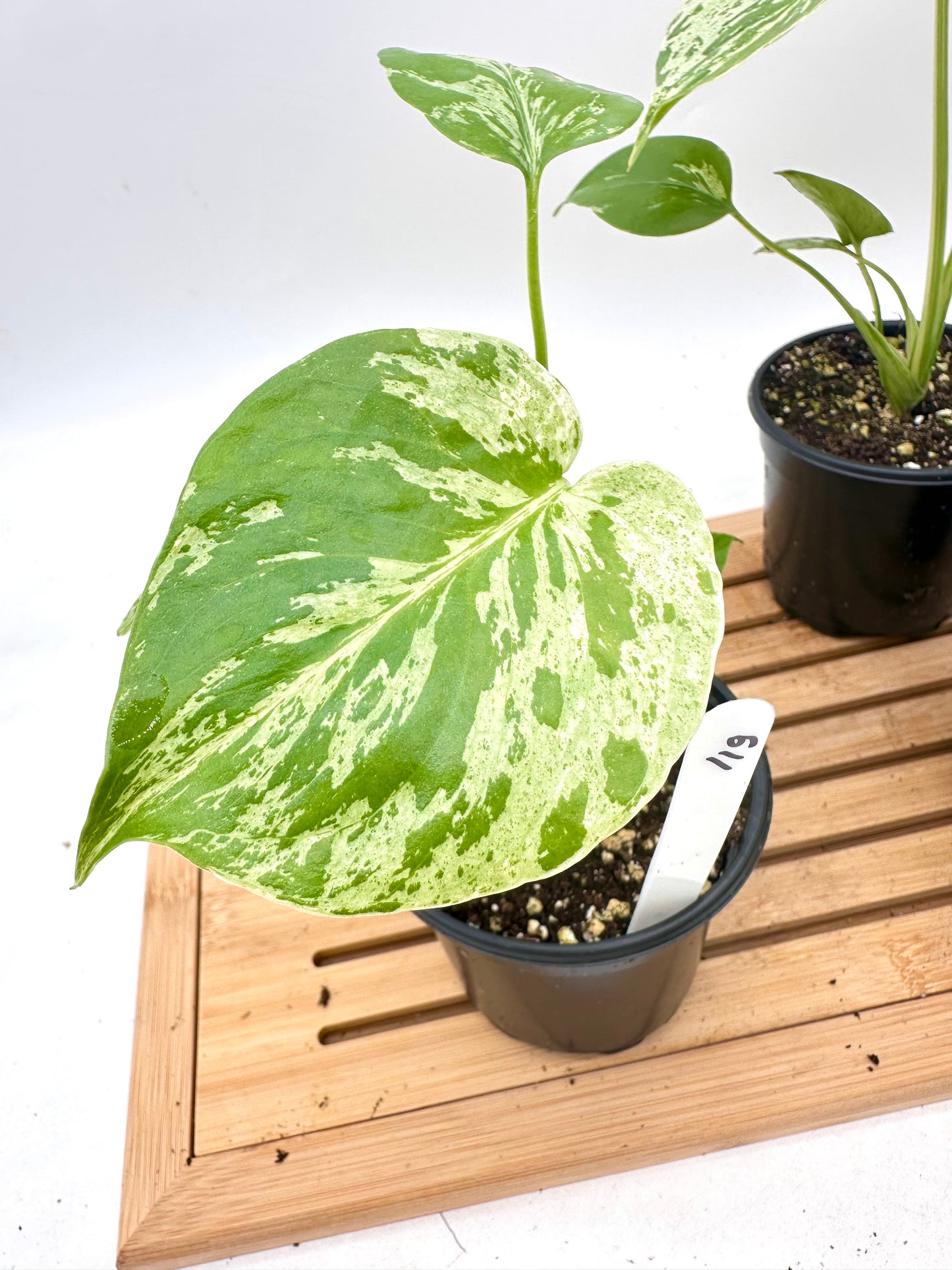 Monstera Bulbasaur in 4” Pot