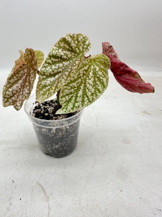 Begonia Snow Capped Variegated