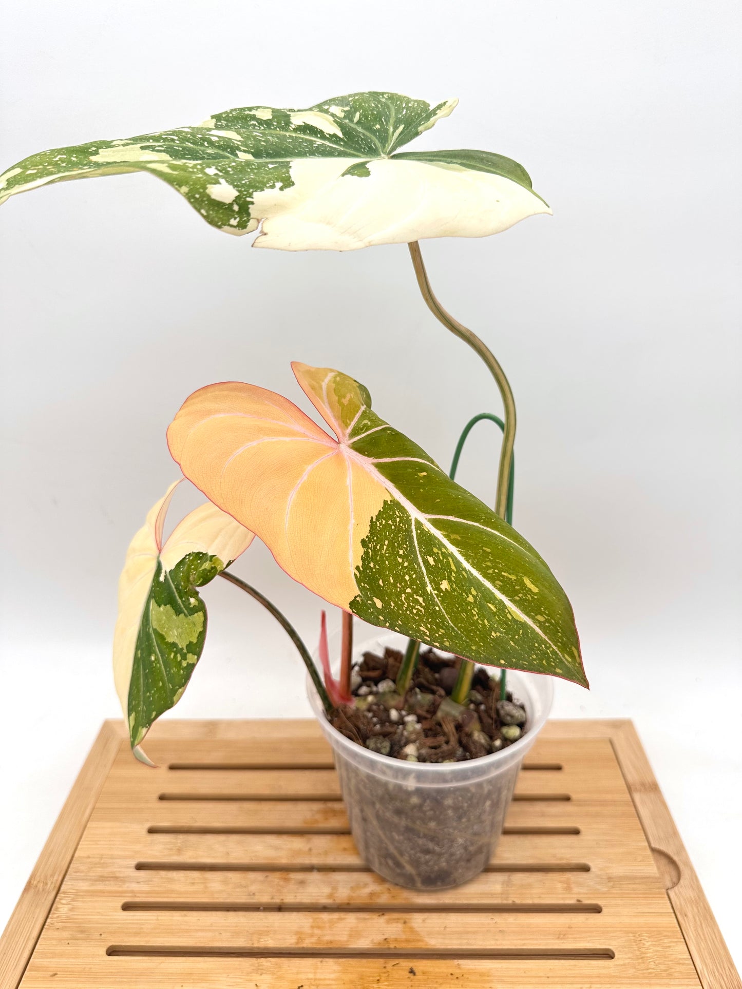 Philodendron Gloriosum Variegated - Good Size