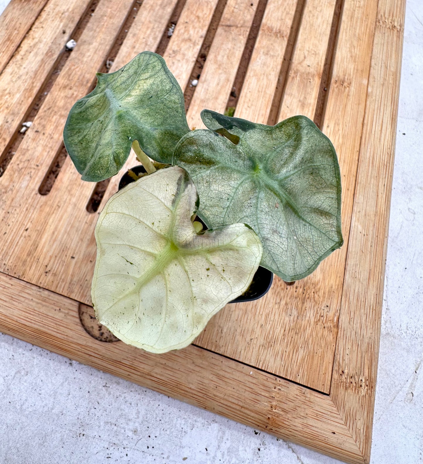 Alocasia Heart Balloon Variegated - Canada Day Sale