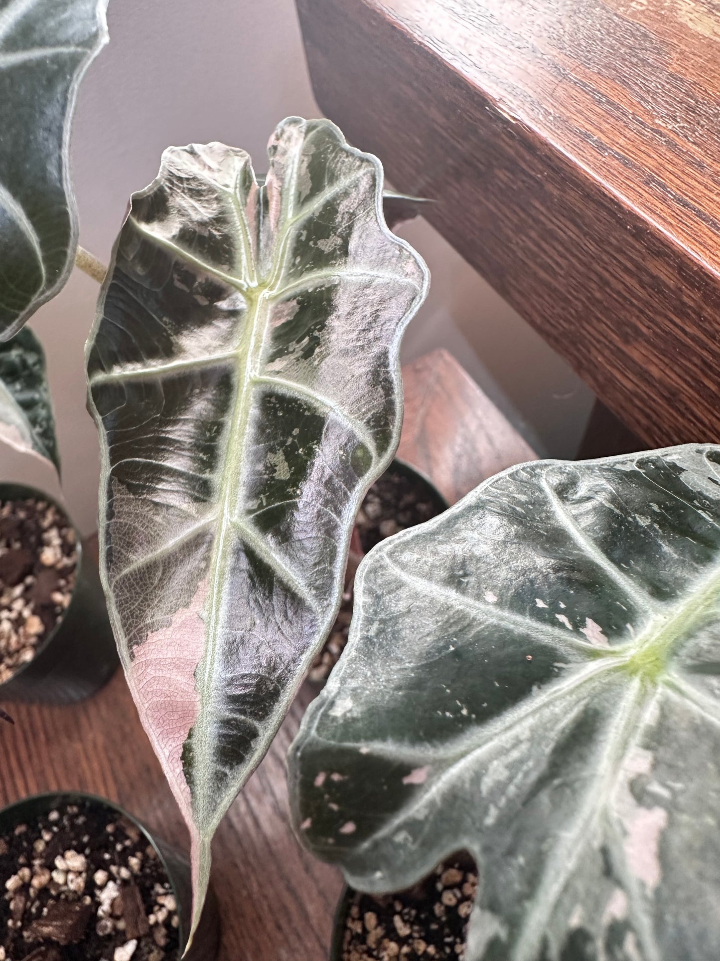 Alocasia Polly Snowflake Pink Variegated