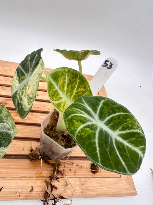 Alocasia Ninja Tri-Color Variegated 051 052 053