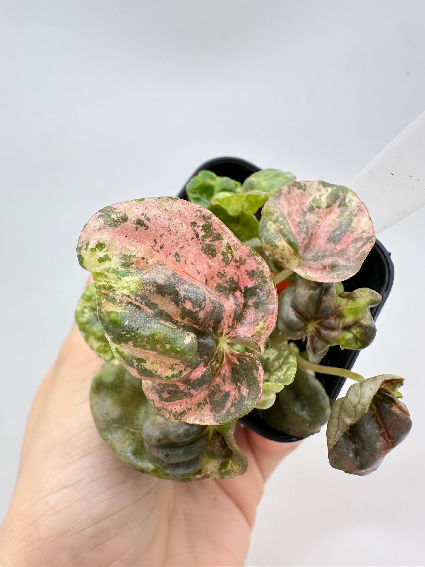 Peperomia ‘Pink Lady’