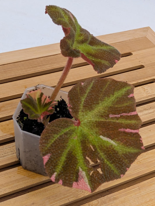 Begonia Soli Mutata Variegated