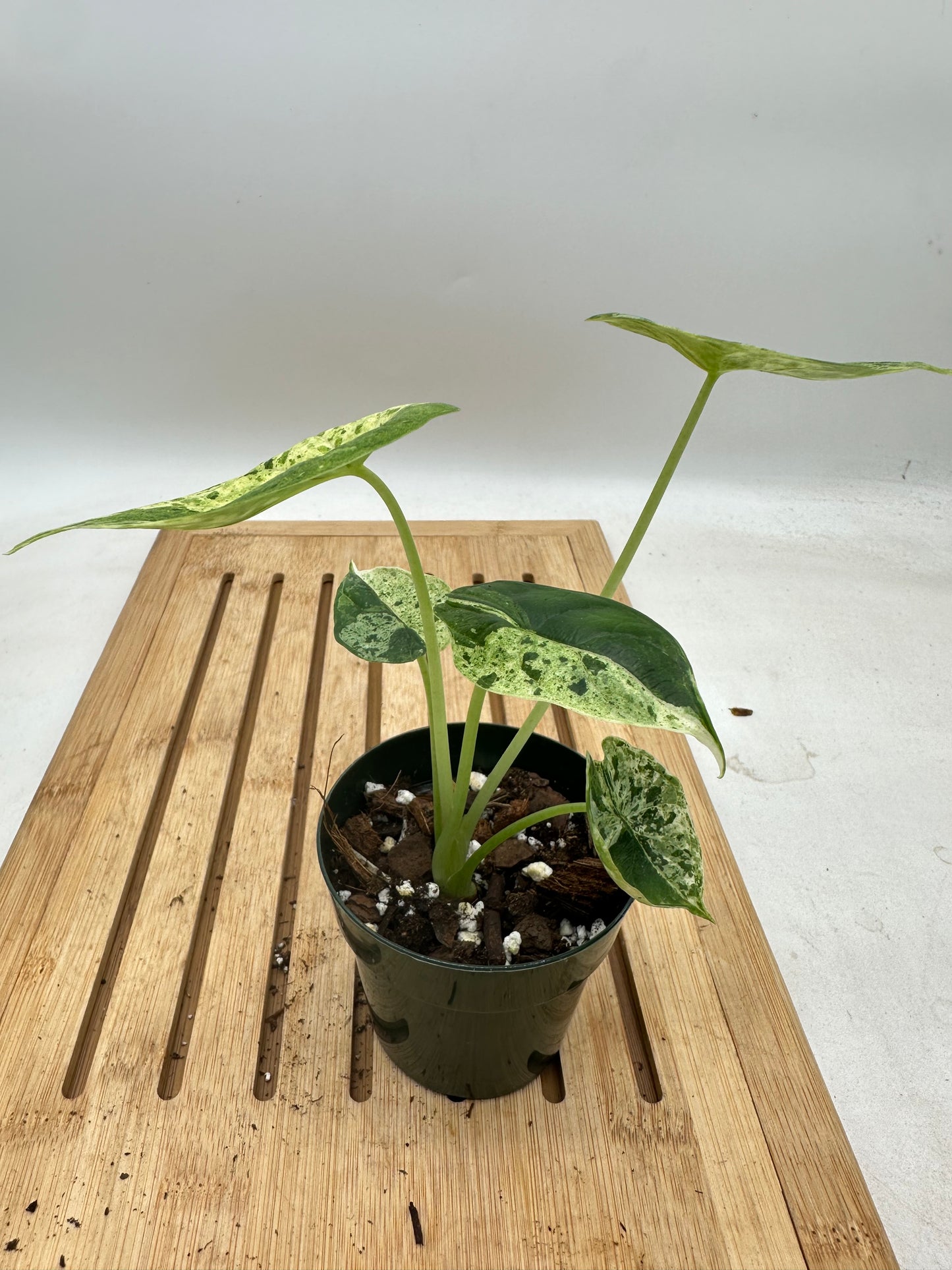 Alocasia Dragon Scale Mint