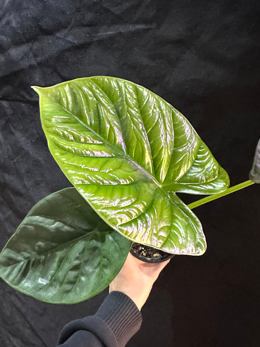 Alocasia Lukiwan CORM
