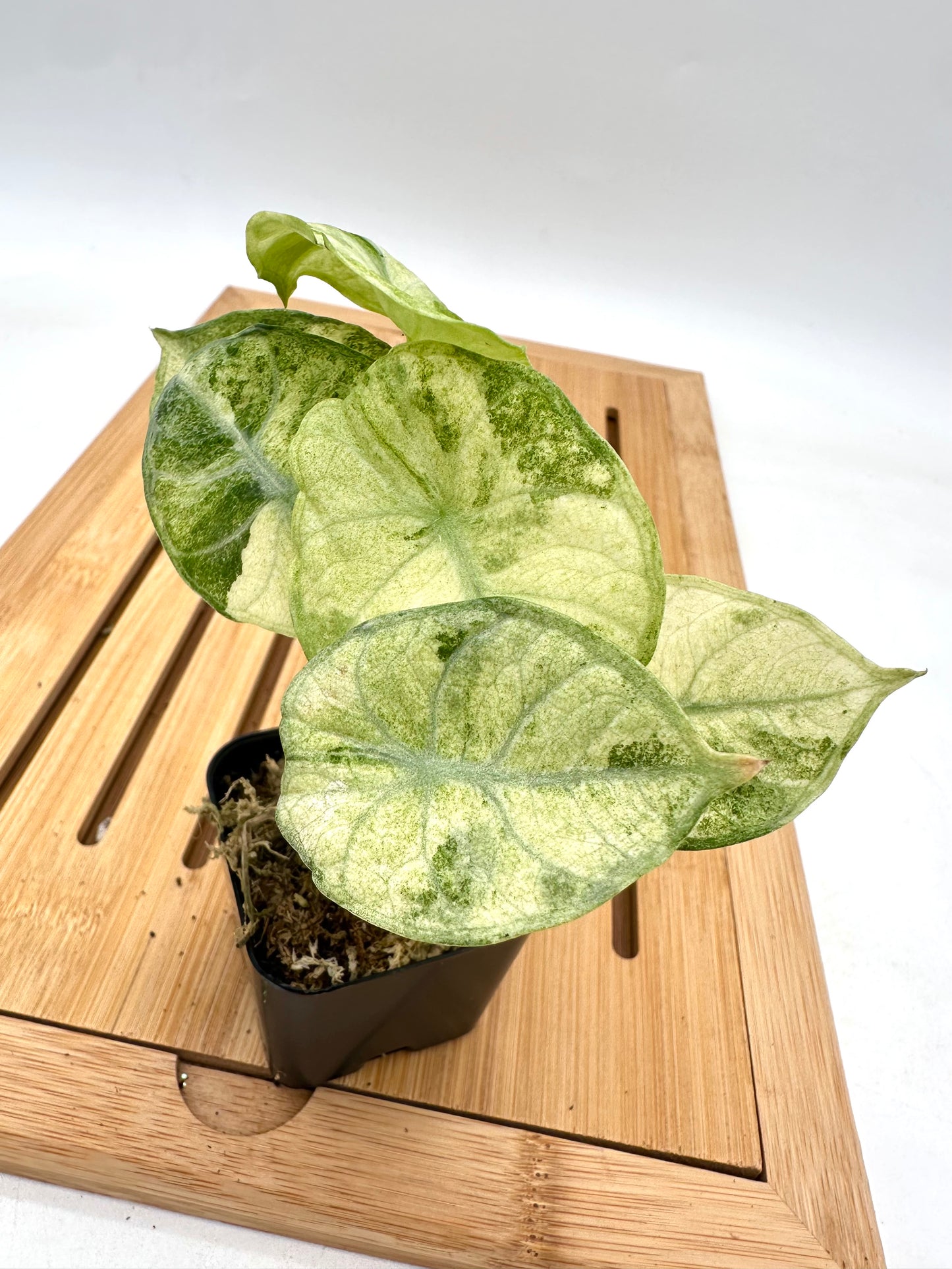 Alocasia Ninja Splash Tri-Color Variegated