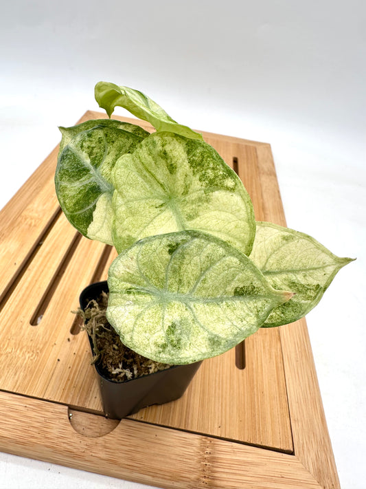 Alocasia Ninja Splash Tri-Color Variegated