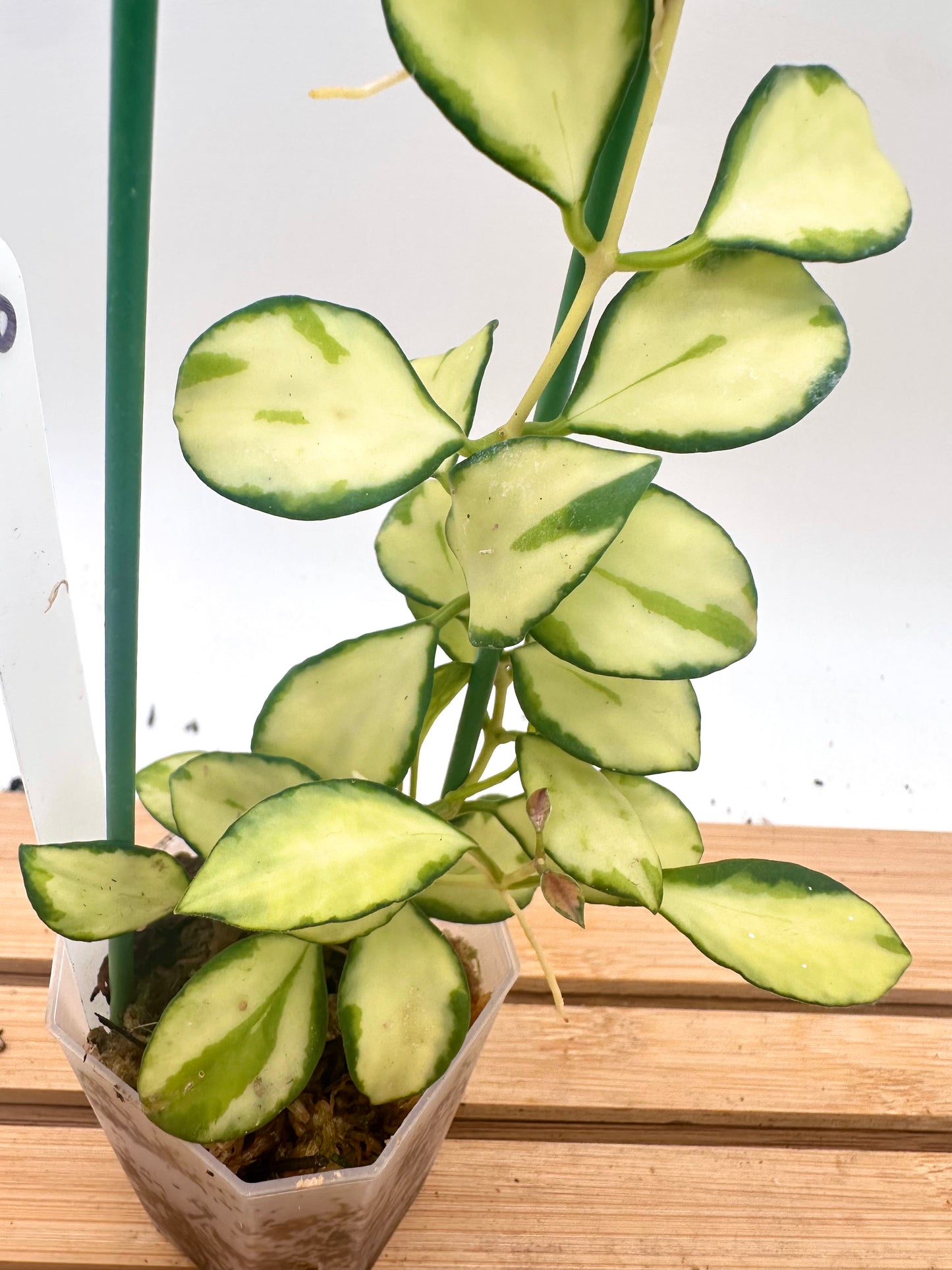 Hoya Heuschkeliana Inner Variegated - 4 Growths