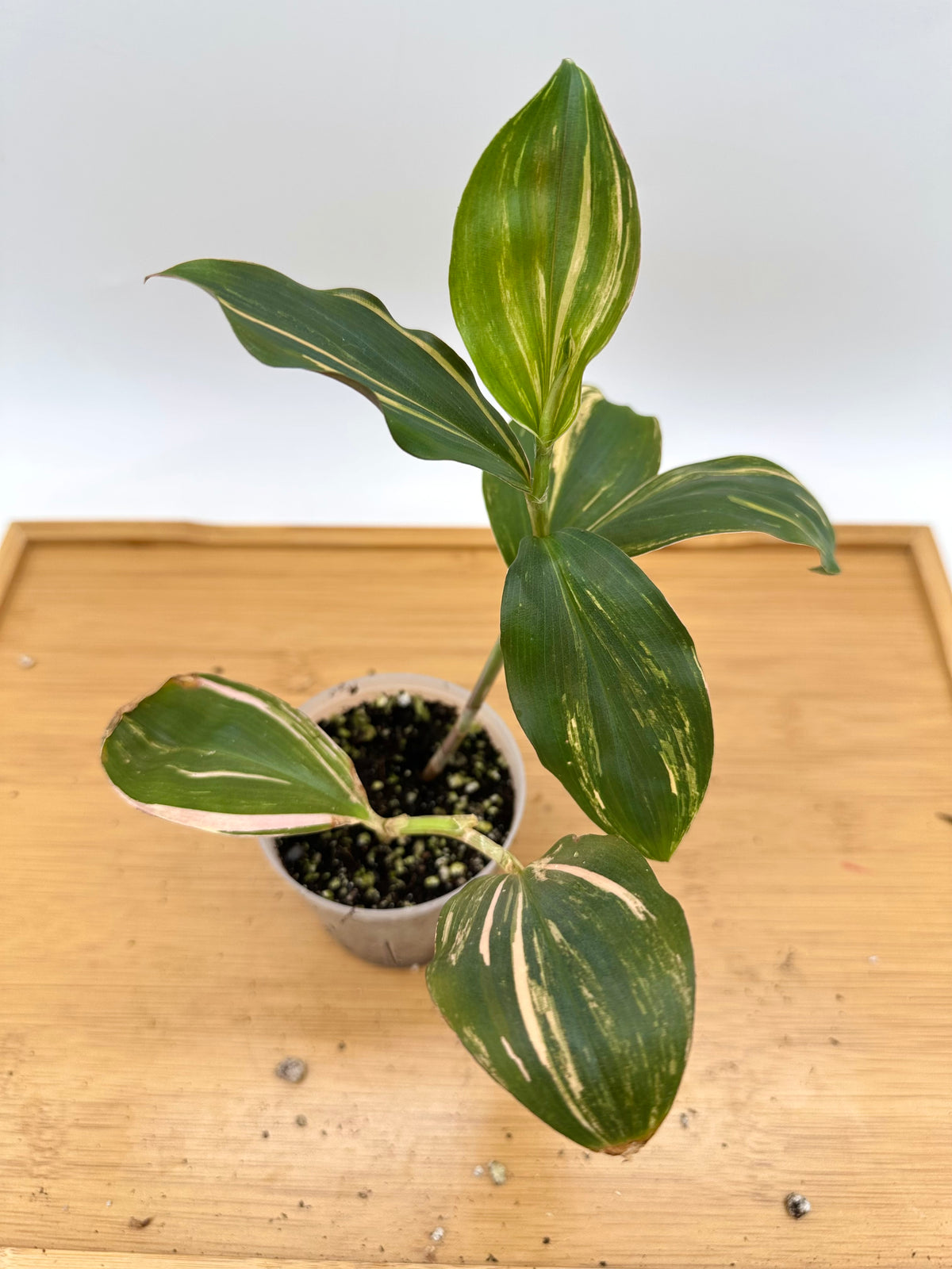 Spiral Ginger Pink Variegated