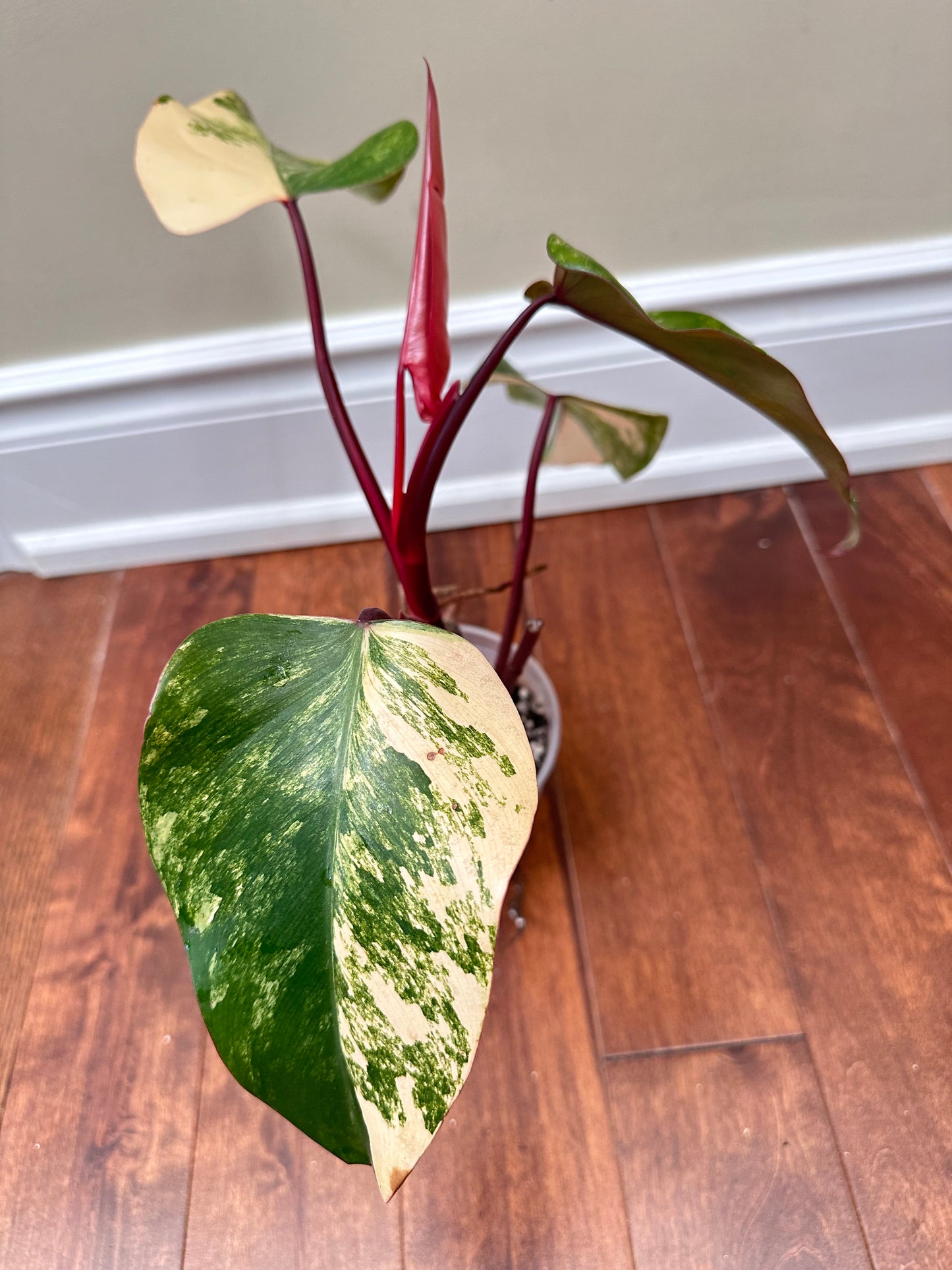 Philodendron Strawberry Shake Variegated