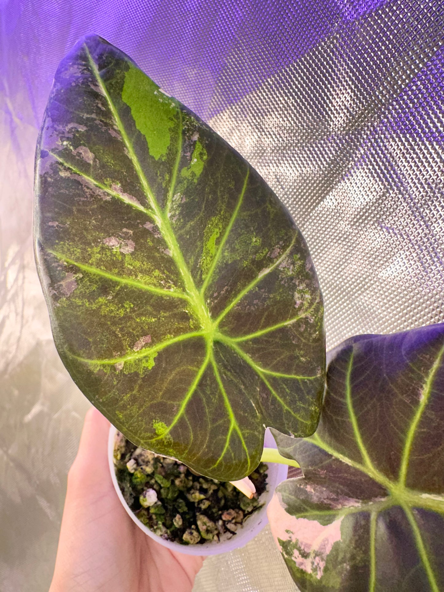 Alocasia Regal Shields Albo Variegated - Grown from a big corm