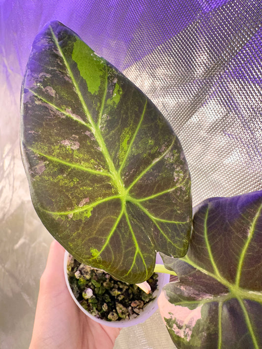 Alocasia Regal Shields Albo Variegated - Grown from a big corm