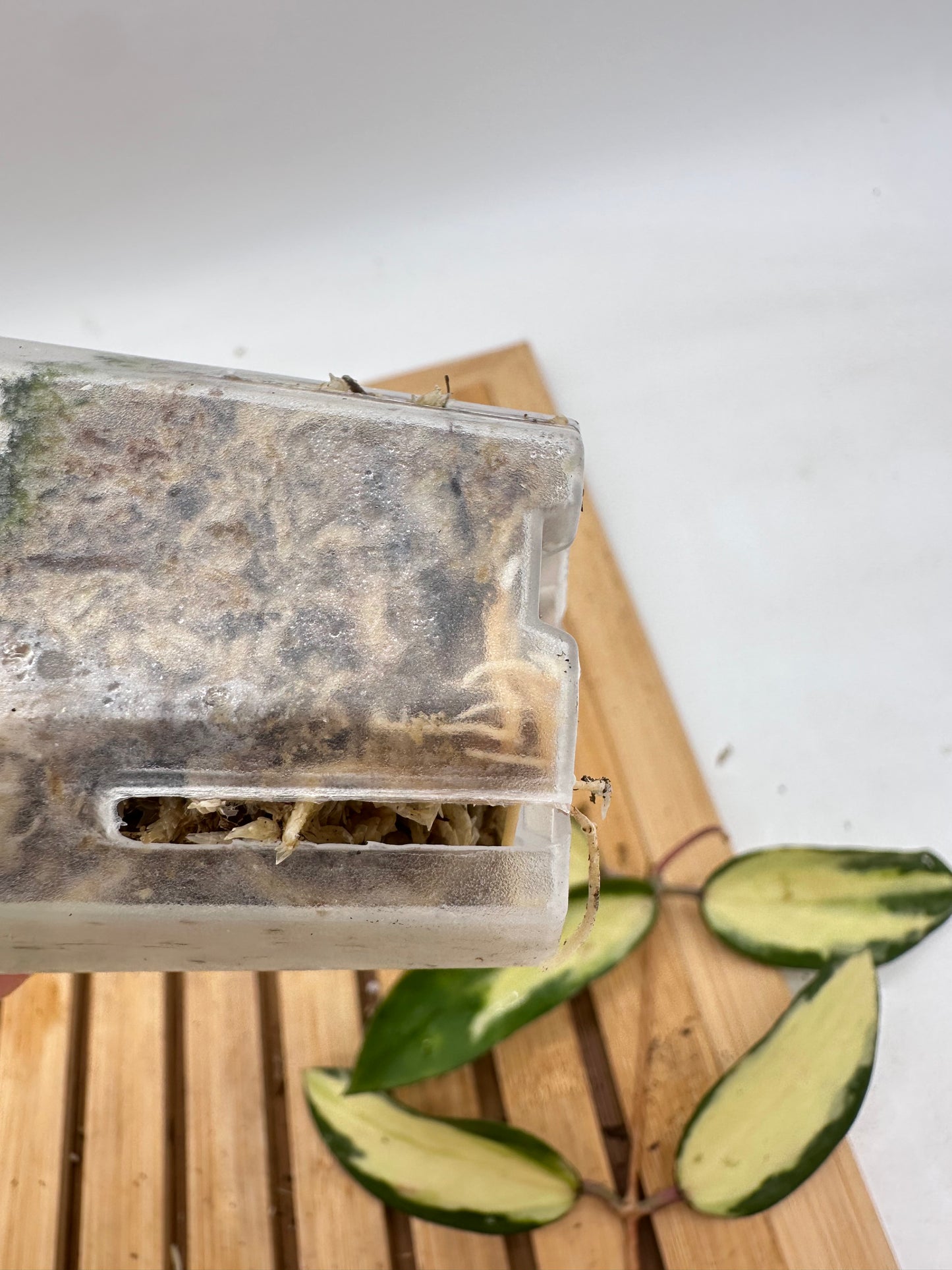 Hoya Acuta Inner Variegated - 119